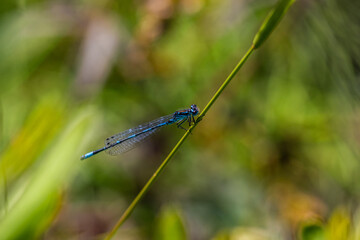 Irish Damselfly Coenagrion lunulatum perching on a grass straw.