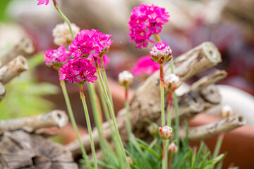 close-up of pink red Nifty Thrifty Armeria maritima flowers, Wilts UK