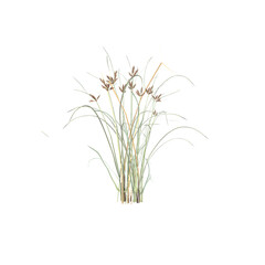 Manyspike flatsedge tree on a Isolated garden element 3D illustration cg render