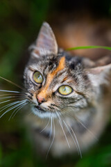 Cute fluffy Norwegian forest cat.