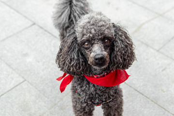 Portrait of dark grey poodle. Beautiful little poodle with well-groomed coat