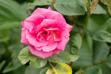 close-up of a beautiful blooming pink red garden roses, Rosa rubiginosa
