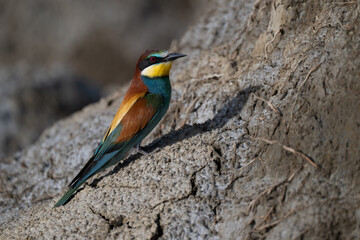 European bee-eater on a branch