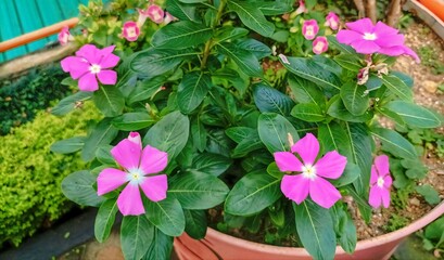 Catharanthus roseus, Vinca rosea or Madagascar Periwinkle is evergreen shrub grown as ornamental plant. Popular In subtropical gardens as summer bedding plant. Cultivated for herbal medicine.