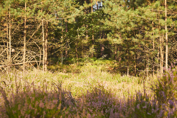 wrzosy  © Marcin Łazarczyk