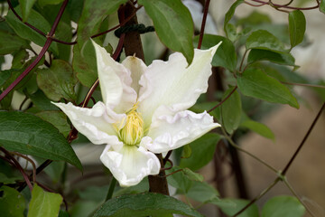 close-up of large white clematis 'duchess of edinburgh' flower in summer bloom, Wilts UK