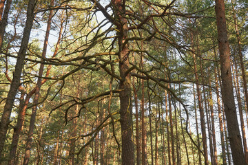 sosna  © Marcin Łazarczyk