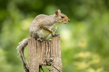 a profile portrait of a grey squirrel as it perches on an old tree stump.