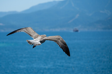 Flying Seagull close up summer vacation ferry in the background