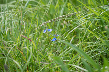 close-up of Germander Speedwell (Veronica chamaedrys, Bird's-eye) pretty bright blue flowers, Wilts UK