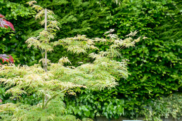 close-up of a young acer japanese maple 