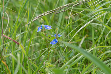 close-up of Germander Speedwell (Veronica chamaedrys, Bird's-eye) pretty bright blue flowers, Wilts UK