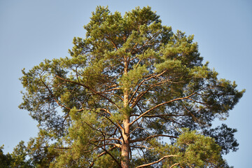 sosna  © Marcin Łazarczyk