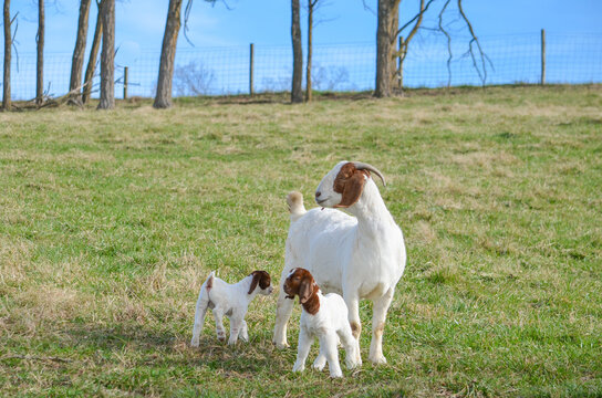 A mother boer goat and her twin kids are grazing on pasture on a summer day with  a blue sky and green grass. 