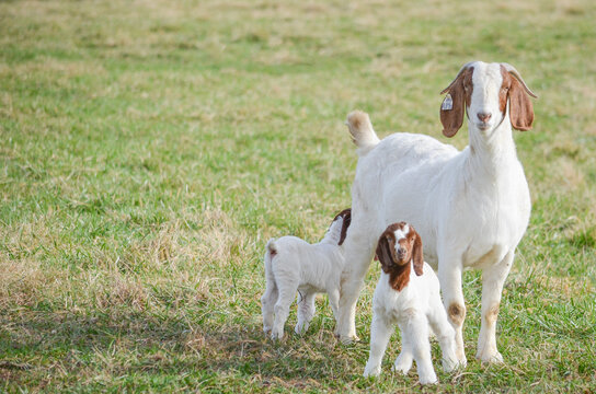 A mother boer goat and her twin kids are grazing on pasture on a summer day with  a blue sky and green grass. 