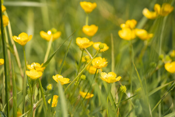 close-up of bright yellow meadow buttercup flowers, Ranunculus acris