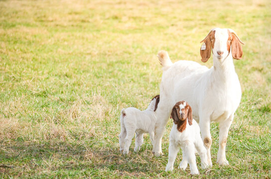 A mother boer goat and her twin kids are grazing on pasture on a summer day with  a blue sky and green grass. 