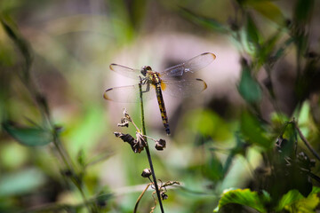 dragonfly on a branch