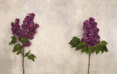 Purple pink Lilac flower branch bouquet on vintage marble beige wall background.