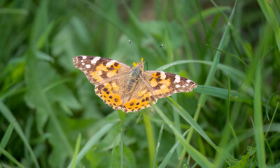 close-up of a Painted Lady buttefly (Vanessa cardui)