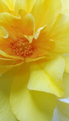 Close up photo of yellow Begonia flower, beautiful botanical shot, natural wallpaper