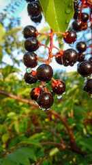 Ripe, dark black cherry fruit hanging on a twig. Sprinkled with rain. Prunus serotina, called black cherry,wild black cherry, rum cherry or mountain black cherry.