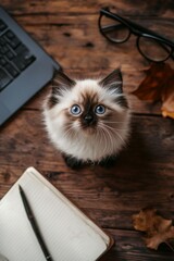 Adorable Kitten with Blue Eyes in Cozy Home Office Setting
