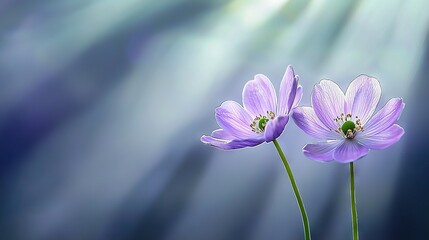Fototapeta premium A pair of purple flowers on a blue-green backdrop with sunlight behind them