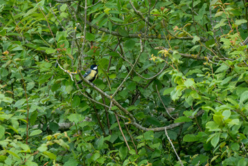 a great tit (Parus major) feeds amongst spring branches
