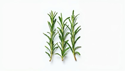 Fresh Rosemary Sprigs Isolated on White Background