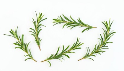 Fresh Rosemary Sprigs Isolated on White Background