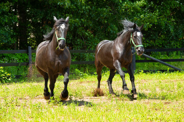 Obraz premium Pair of percheron draft horses running in a Connecticut stockade.