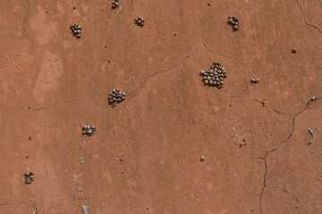 Wall texture featuring terrestrial snail details on an ocher background