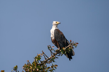 African fish eagle perched on a branch seen on an African Safari in Botswana