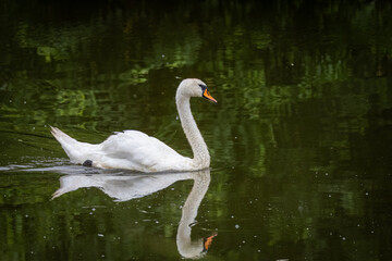An adult mute swan swims in the water perpendicular to the camera lens with a dark green background. 