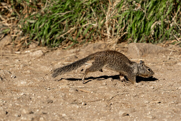 Squirrel standing on the ground