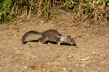 Squirrel standing on the ground