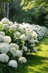 Hydrangea flowers along the path in the garden