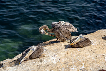 Pelicans on a cliff by the sea near La Jolla