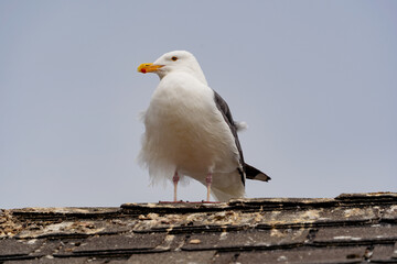 Furry seagull on the roof