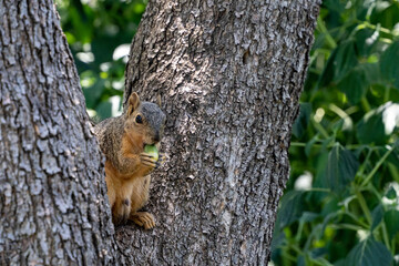 squirrel on a tree holding a green acorn