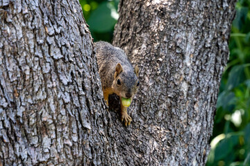 squirrel on a tree holding a green acorn