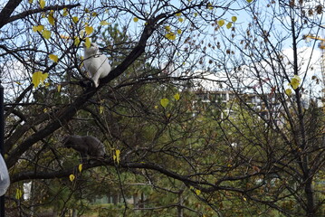 There are two cats on the branches of the tree