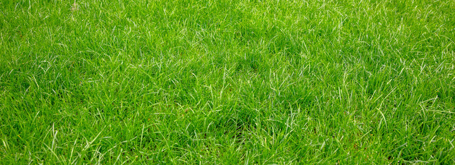 Green grass field background, texture, sunny spring day