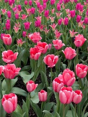 field of tulips