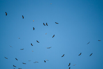 a kettle of Griffon vultures (Eurasion griffon, Gyps fulvus) soaring and circling overhead
