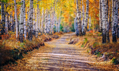 Obraz premium path in the autumn forest, country road in autumn 