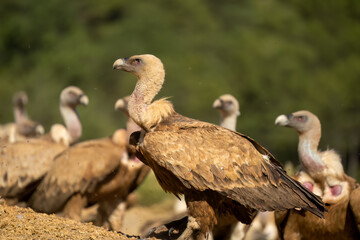 Close-up of Griffon vultures (Eurasion griffon, Gyps fulvus) at a vulture feeding centre
