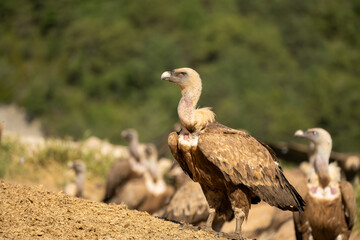 Close-up of Griffon vultures (Eurasion griffon, Gyps fulvus) at a vulture feeding centre