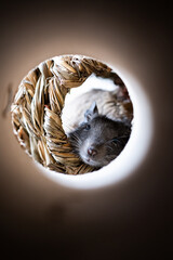 Degu mouse sleeping 